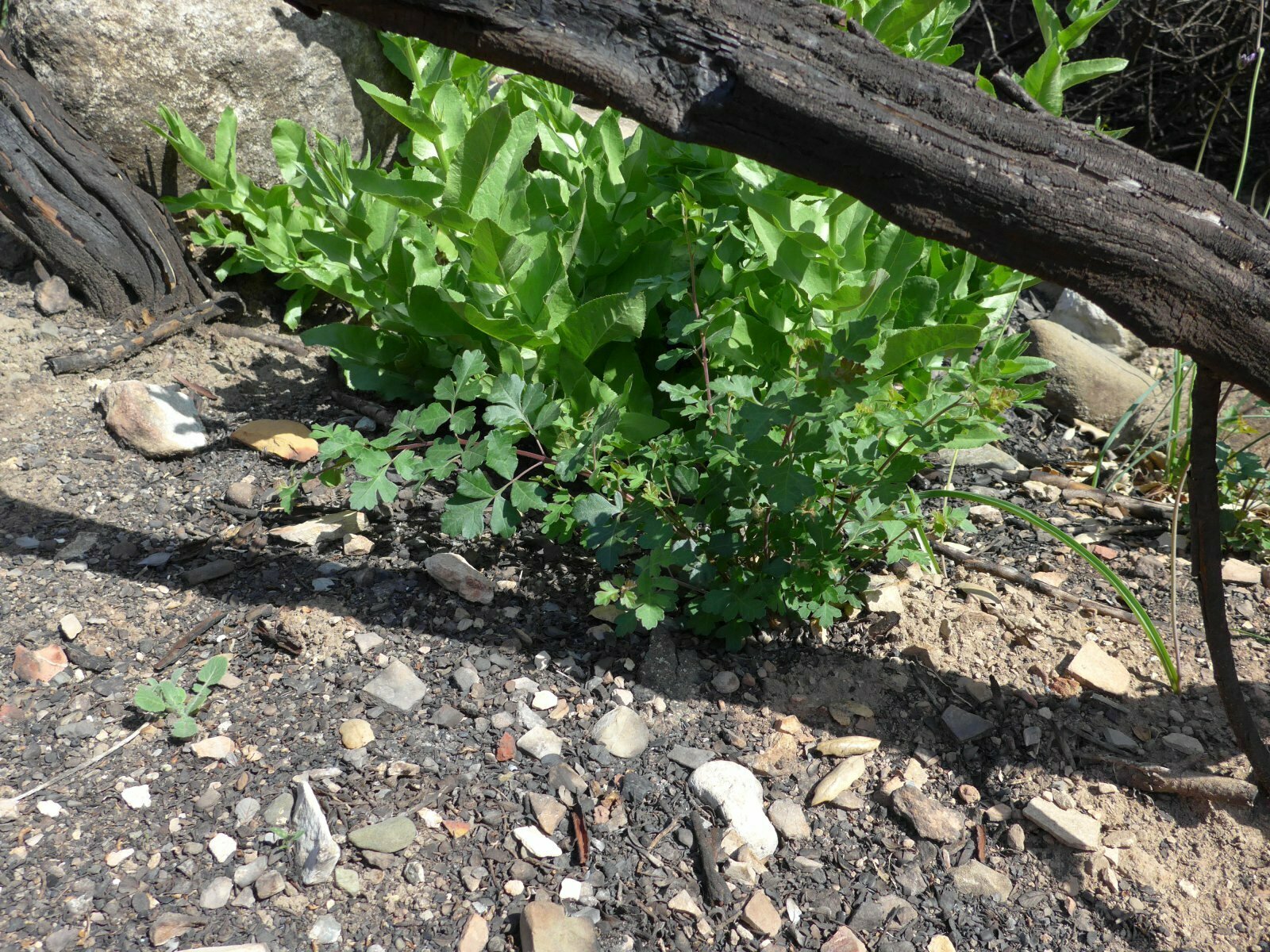 High Resolution Rhus trilobata Fire recovery